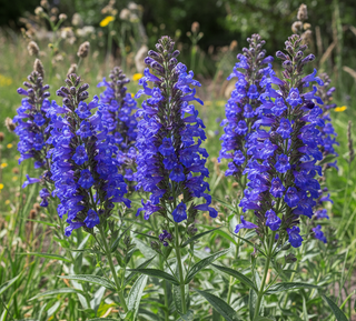 Penstemon heterophyllus <br>BEARDTONGUE 'ZURIBLAU'