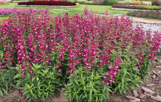 Penstemon hartwegii <br>ARABESQUE VIOLET BEARDTONGUE