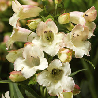 Penstemon hartwegii <br>ARABESQUE APPLEBLOSSOM BEARDTONGUE