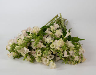 Penstemon hartwegii <br>ARABESQUE APPLEBLOSSOM BEARDTONGUE