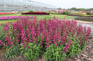 Penstemon hartwegii <br>ARABESQUE VIOLET BEARDTONGUE