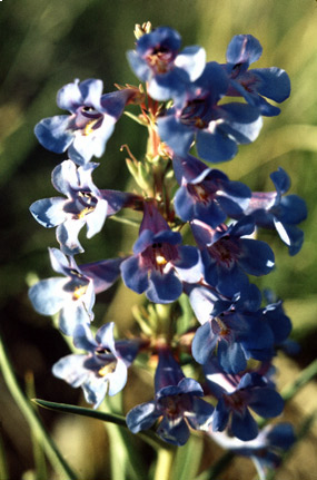 Penstemon spectabilis <br>BLUE SHOWY BEARDTONGUE