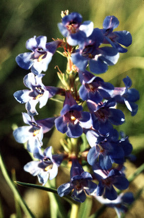 Penstemon <br>BEARDTONGUE PENSTEMON MIX