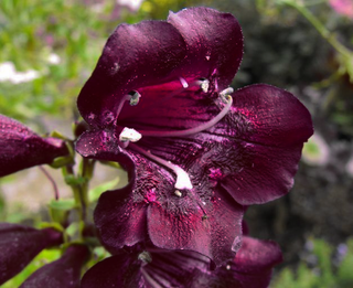 Penstemon <br>BEARDTONGUE 'CHOCOLATE DROP'