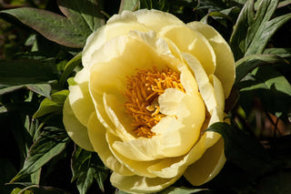 Paeonia lutea <br>YELLOW TREE PEONY