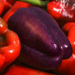 Capsicum annuum <br>PURPLE SWEET BELL PEPPER