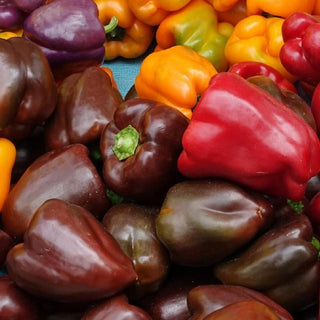 Capsicum annuum <br>PEPPER SWEET 'CHOCOLATE'