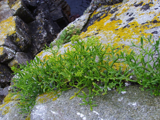 Crithmum maritimum <br>ROCK SAMPHIRE, SEA SAMPHIRE, SEA FENNEL