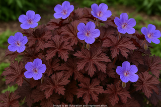 Geranium pratense <br>RED/PURPLE FOLIAGE DARK REITER