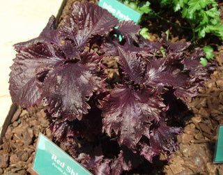 Perilla frutescens var. crispa <br>RED SHISO CHINESE BASIL <br>Organic