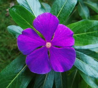 Catharanthus roseus <br>VINCA HEATWAVE BLUE WITH EYE