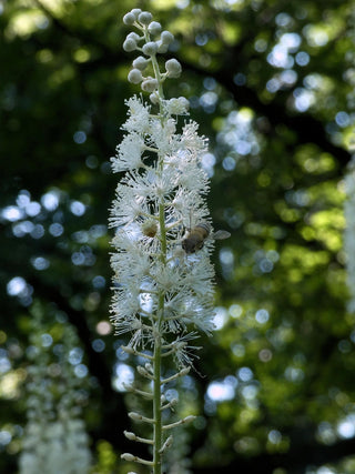 Cimicifuga racemosa, Actaea racemosa <br>BLACK COHOSH, SNAKEROOT, BUGBANE