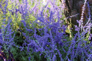 Perovskia atriplicifolia <br>RUSSIAN SAGE 'TAIGA' BLUE