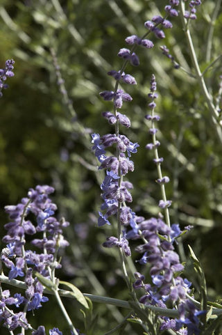 Perovskia atriplicifolia <br>BLUE STEEL RUSSIAN SAGE