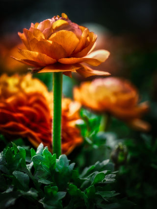 Ranunculus mache <br>TALL RANUNCULUS CUTFLOWER MIX