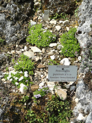 Petrocallis pyrenaica <br>PYRENEAN WHITLOW GRASS