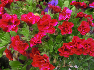 Petunia <br>PETUNIA DOUBLE CASCADE RED 'VALENTINE'