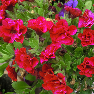 Petunia <br>PETUNIA DOUBLE CASCADE RED 'VALENTINE'