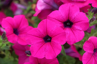 Petunia violacea shanin <br>WILD PETUNIA