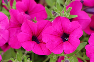 Petunia violacea shanin <br>WILD PETUNIA