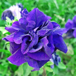 Petunia <br>PETUNIA CASCADING DOUBLE BLUE