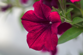 Petunia <br>PETUNIA 'BURGUNDY VELOUR' WAVE