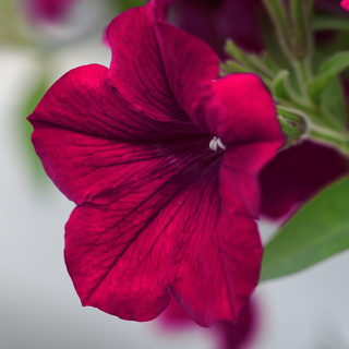 Petunia <br>PETUNIA WAVE MIX