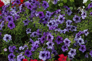 Petunia <br>DEEP PURPLE PETUNIA LIMBO