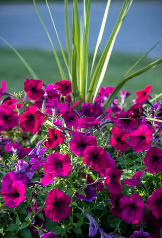 Petunia <br>BURGUNDY PETUNIA