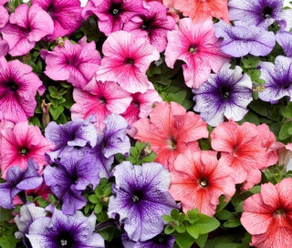 Petunia <br>PETUNIA VEINED STREAKED MIX