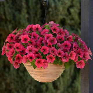 Petunia <br>PETUNIA WAVE MIX