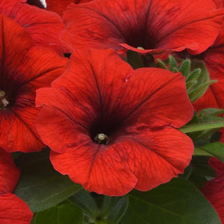 Petunia <br>PETUNIA EASY WAVE RED