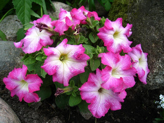 PETUNIA SALMON WHITE BICOLOUR