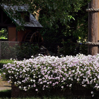 Petunia <br>PETUNIA TIDAL WAVE SILVER <br>Largest Wave!
