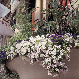 Petunia <br>PETUNIA TIDAL WAVE SILVER <br>Largest Wave!