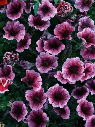 PETUNIA VEINED STREAKED MIX