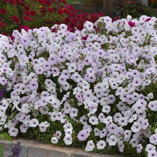 Petunia <br>PETUNIA TIDAL WAVE SILVER <br>Largest Wave!