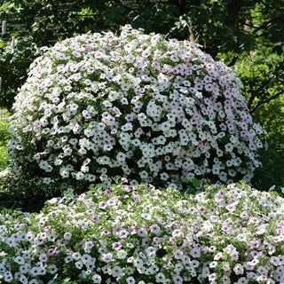 Petunia <br>PETUNIA TIDAL WAVE SILVER <br>Largest Wave!