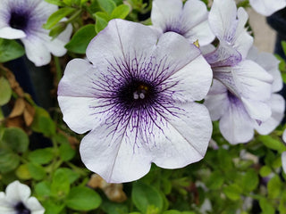 Petunia <br>PETUNIA EASY WAVE SILVER