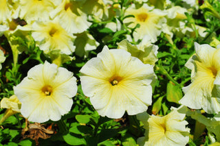 Petunia <br>PETUNIA 'PRISM SUNSHINE'