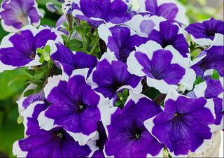 Petunia <br>PETUNIA PICOTEE BLUE LIMBO
