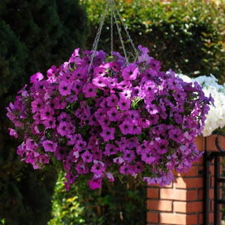 Petunia <br>PETUNIA WAVE MIX