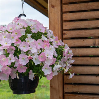 Petunia <br>PETUNIA LIGHT PINK MORN <br>Spreading/Trailing