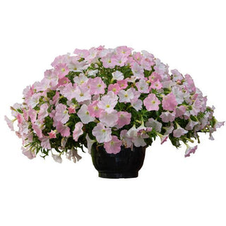 Petunia <br>PETUNIA LIGHT PINK MORN <br>Spreading/Trailing