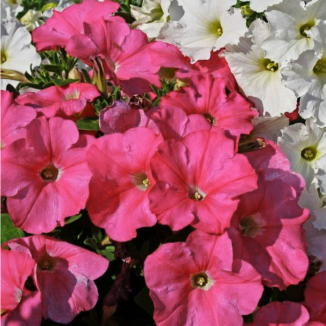 Petunia PETUNIA PINK 'ROSE OF HEAVEN' – Ferri Seeds