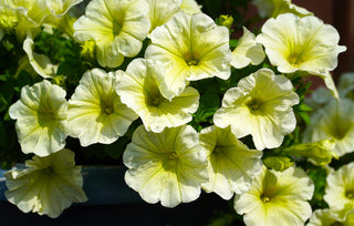 Petunia <br>PETUNIA 'LIME GREEN'