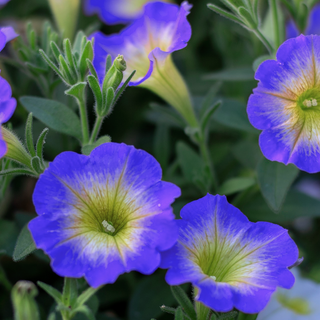 Petunia <br>PETUNIA 'BLUE MORN'