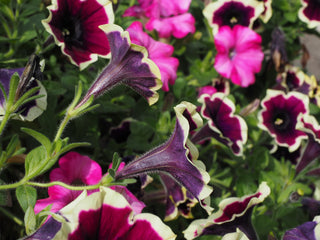 Petunia <br>PETUNIA PICOTEE MIX