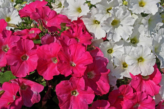 Petunia <br>PETUNIA PINK 'ROSE OF HEAVEN'