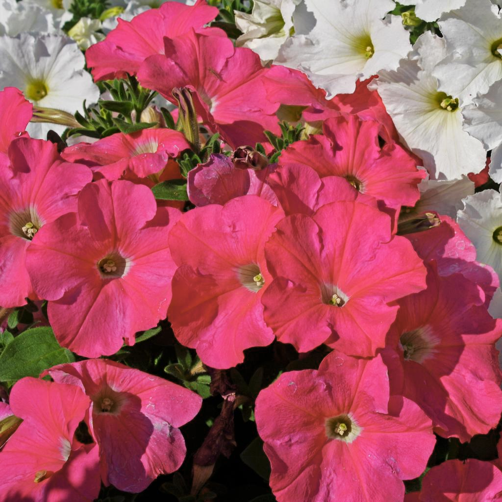 Petunia-Rosepink